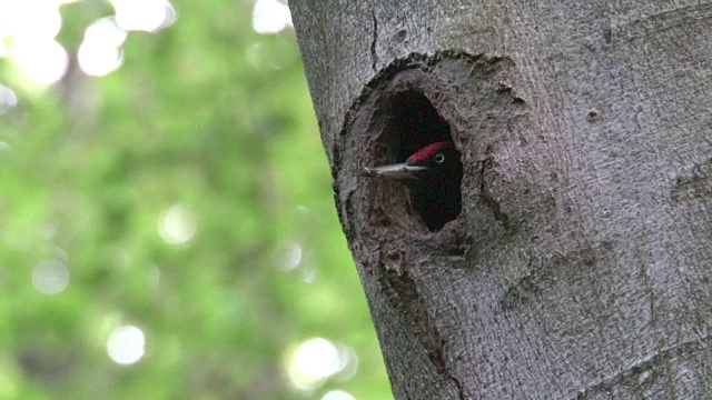 黑啄木鸟从树洞中起飞视频素材