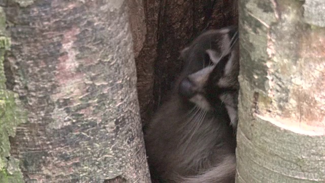 浣熊(Procyon lotor)在树洞中抱起婴儿视频下载