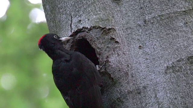 黑啄木鸟栖息在树洞上视频素材