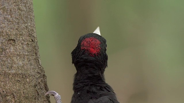 黑啄木鸟(森林鸟)依附在树的一边视频素材