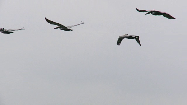潘:一群鸟在亨廷顿海滩上飞翔视频素材