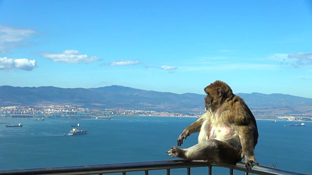 阳台上的猴子在换位和梳理视频下载