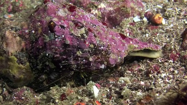 寄居蟹躲在加拉帕戈斯群岛水下的贝壳里。视频下载