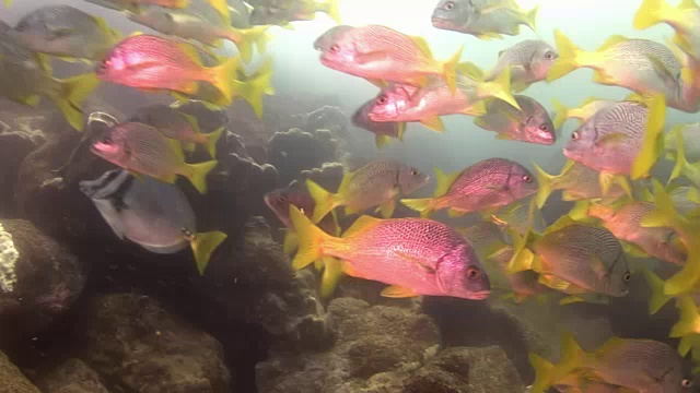 加拉帕戈斯群岛水下的鱼群。视频下载