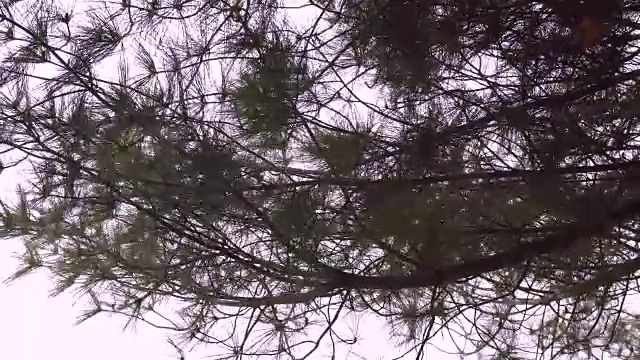 树枝上的松树在风中映衬着蓝天视频素材