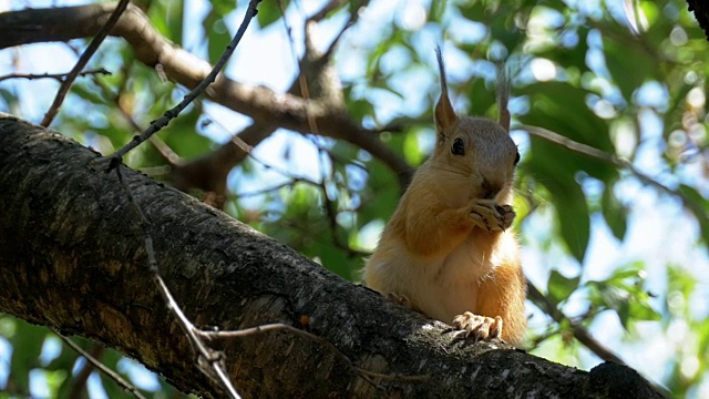 红松鼠坐在树干上吃坚果。慢动作视频素材