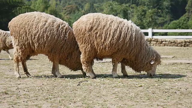 绵羊在农场放牧视频素材