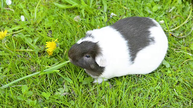 豚鼠在草地上吃东西。视频素材