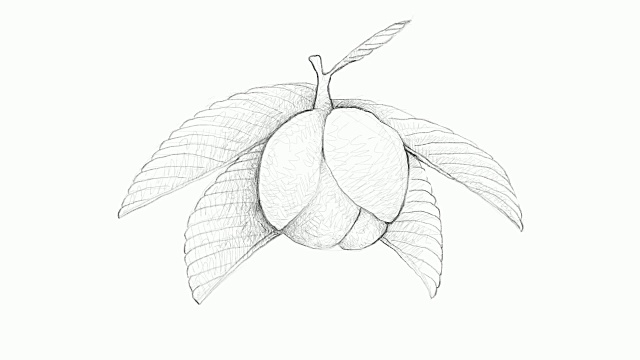 手绘的Chalta或象苹果水果视频剪辑视频下载