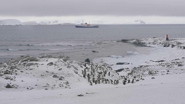 米克尔森港的巴布亚企鹅聚居地，远处有一艘探险船视频素材