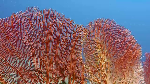水下健康的柳珊瑚海扇珊瑚礁视频素材