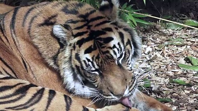 放松的苏门答腊虎舔着爪子视频素材