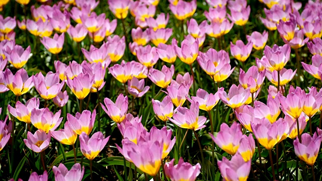 荷兰库肯霍夫花园盛开的郁金香花坛视频素材