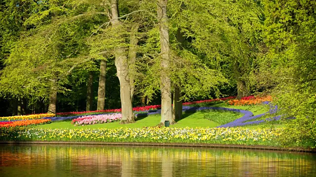 荷兰库肯霍夫花园中盛开的郁金香花坛视频素材