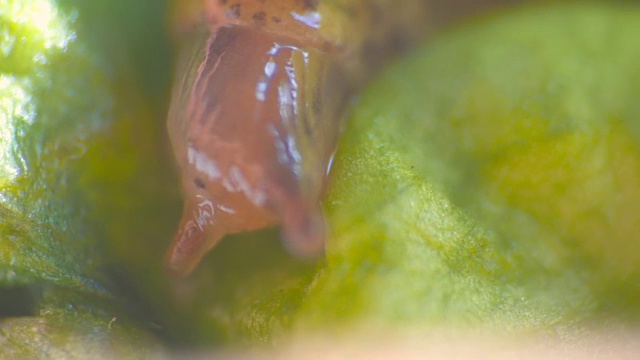 蜗牛吃沙拉的微距镜头视频下载