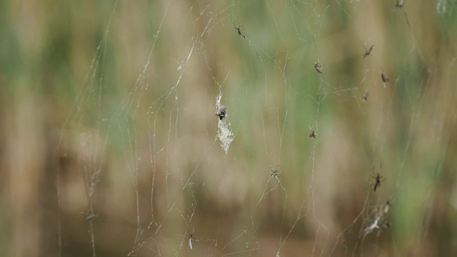 蜘蛛网和捕捉昆虫。视频下载