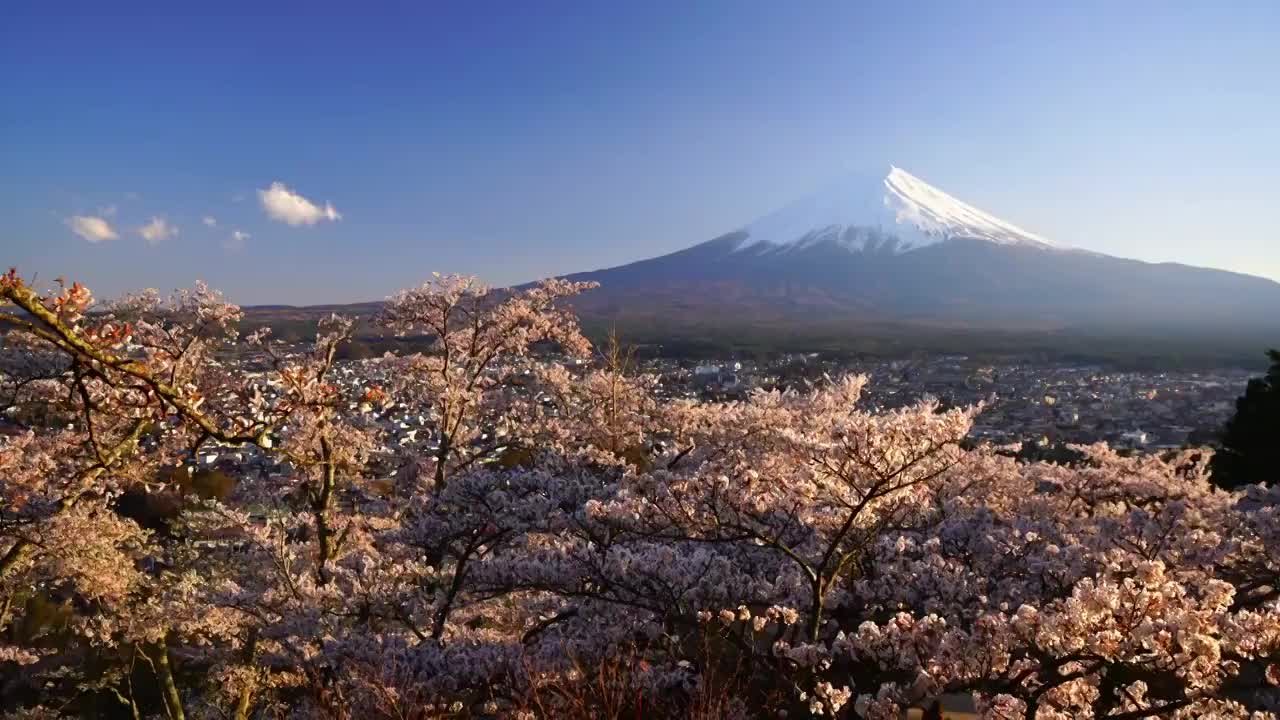 日本的风景有富士山和樱花视频下载