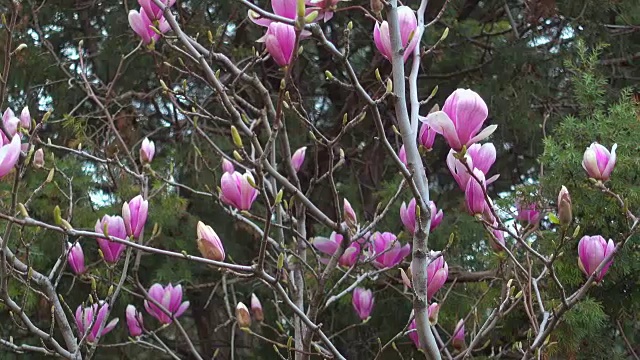 粉红色的木兰花在早晨的日本花园。视频素材