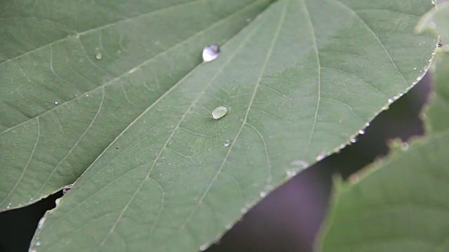 雨落在树叶上视频素材