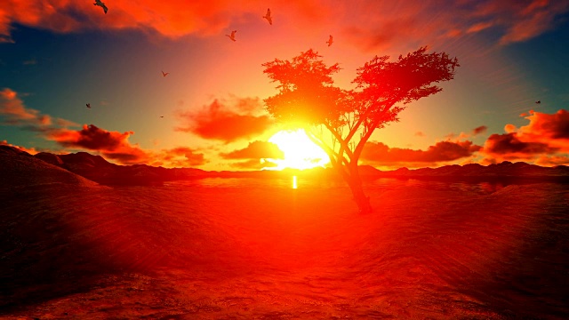非洲野外日落时的金合欢树视频素材