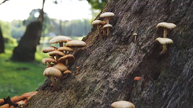 4k:阳光森林里的野生蘑菇，多莉拍摄。视频素材