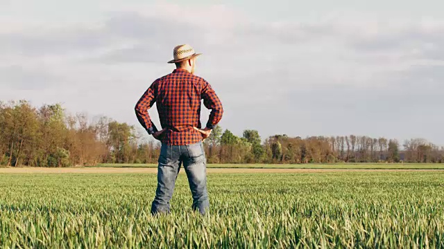 男农民双手叉腰站在阳光明媚、田园诗般的田园绿油油的麦田里，慢镜头视频素材