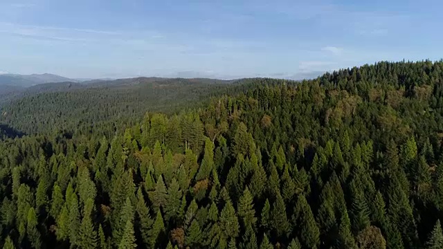 靠近北加州内华达山脉茂密的森林视频素材