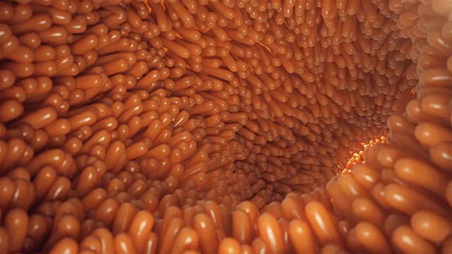 3D动画特写肠绒毛。肠道粘膜。显微绒毛和毛细血管。人类的肠道。健康或患病的肠的概念视频下载