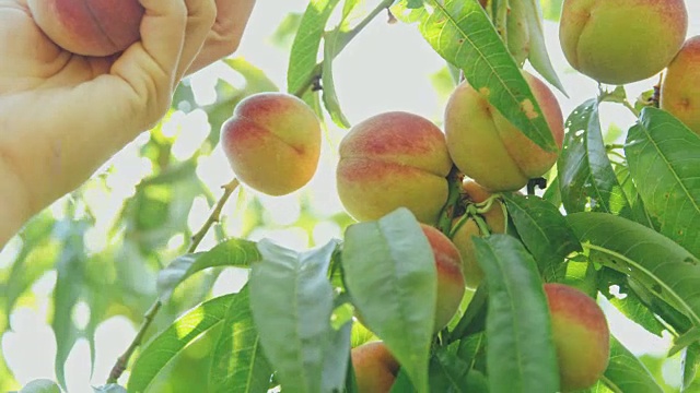 手伸过去，采摘挂在田园诗树上的新鲜桃子，慢镜头视频下载