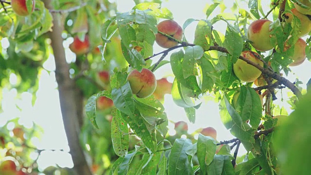 手伸向新鲜，成熟的桃子在阳光树，慢动作视频下载