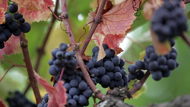 葡萄藤上生长的酿酒葡萄视频素材