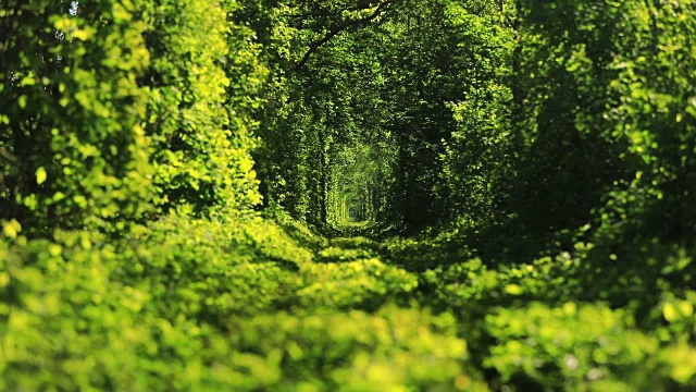 绿色隧道的树木在森林里。爱的隧道。Klevan,乌克兰。视频素材