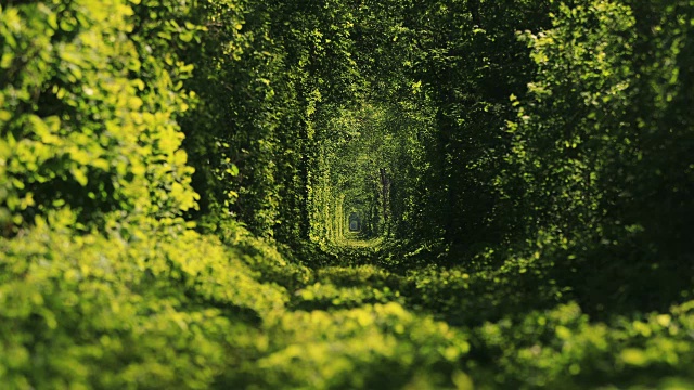 绿色隧道的树木在森林里。爱的隧道。Klevan,乌克兰。视频素材