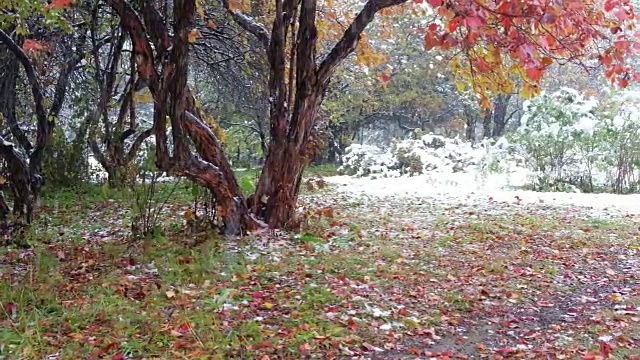 西伯利亚的一种山楂树，在深秋和初冬的大雪下有红叶视频素材