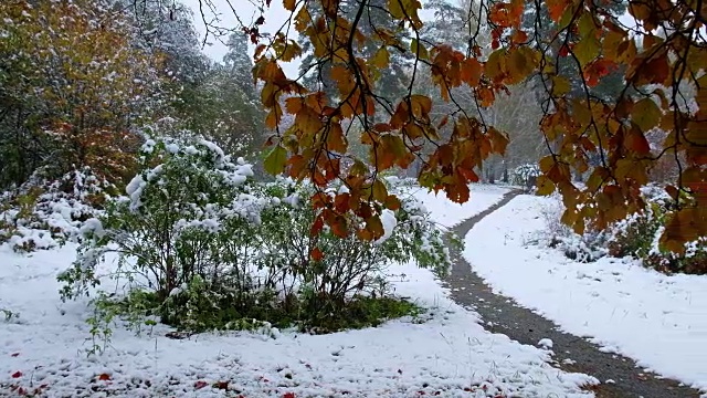 公园里白雪覆盖的小径山楂树的红叶在西伯利亚的深秋和初冬的大雪下视频素材