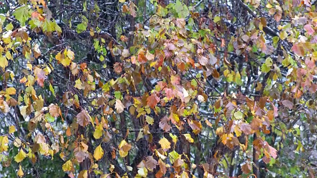 西伯利亚的一种山楂树，在深秋和初冬的大雪下有红叶视频素材