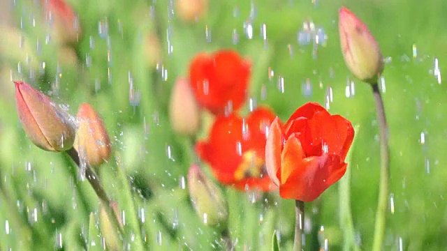 在炎热的夏天给郁金香浇水。视频素材