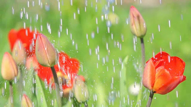 在炎热的夏天给郁金香浇水。视频购买