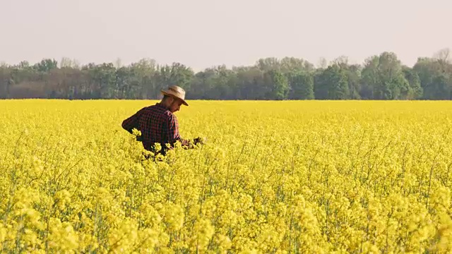 农民检查阳光明媚，田园诗般的黄色菜籽田，实时视频素材