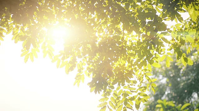 阳光穿过绿树。视频素材