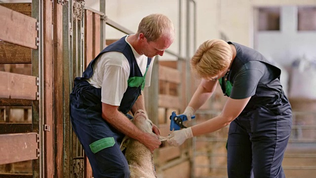 一名男性饲养员抱着羊，一名女性在她的耳朵上打洞，并在伤口上喷药视频下载