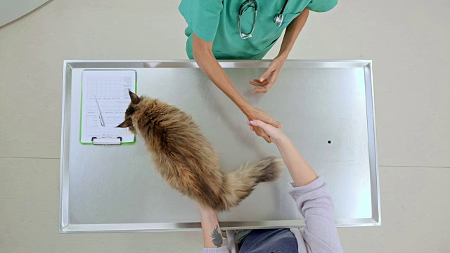 女兽医招呼主人把猫带进诊疗室视频素材