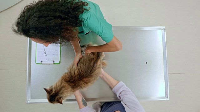 女兽医在检查室里用听诊器听猫的心脏和肺视频素材