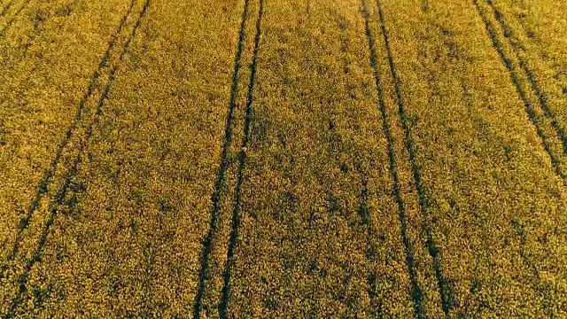 无人机拍摄农民在田园诗般的、阳光明媚的黄色菜籽田中实时行走视频素材
