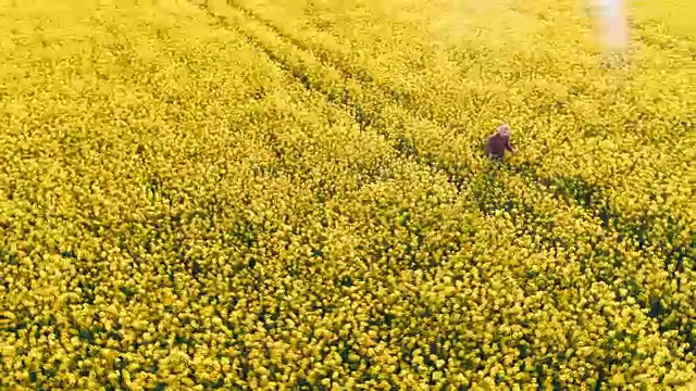 无人机拍摄农民在田园诗般的、阳光明媚的黄色菜籽田中实时行走视频素材