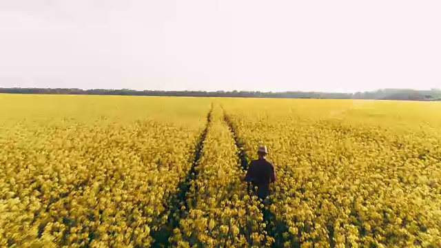 无人机视点农民行走在广阔的、田园诗般的、阳光明媚的农村黄色菜籽田，实时视频素材