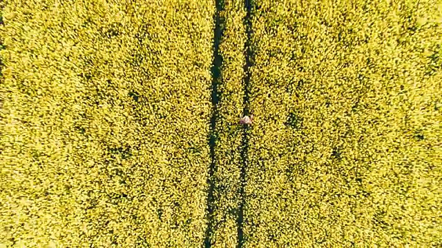 无人机拍摄农民在阳光明媚的黄色菜籽田中实时行走视频素材