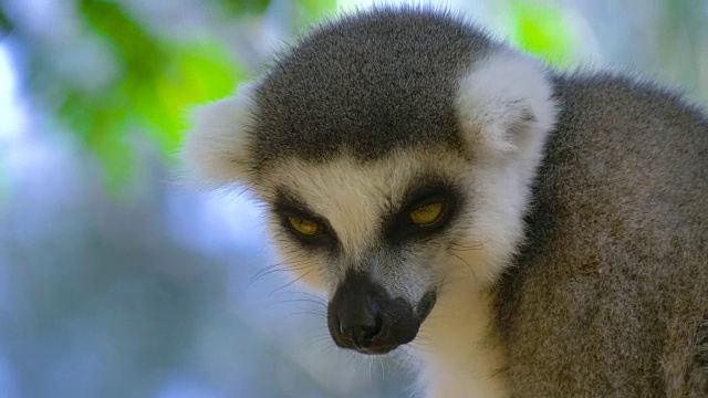 马达加斯加的狐猴特写视频素材