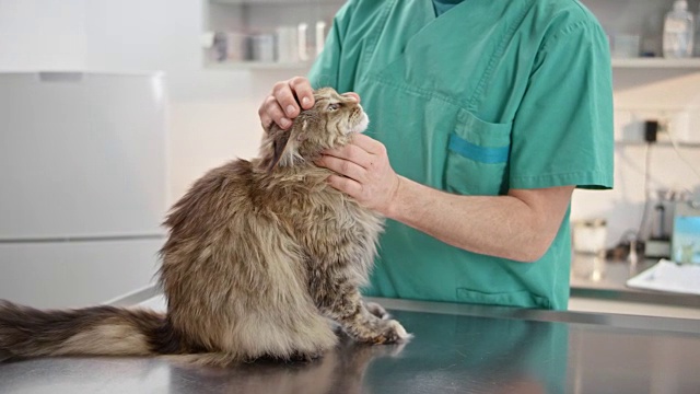 兽医给猫一个完整的身体检查视频下载