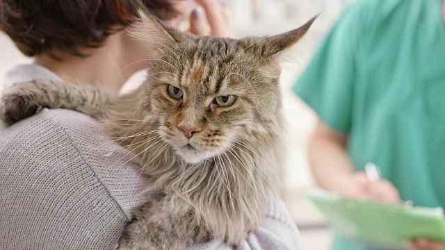 一只大型缅因猫被女主人抱着，正在和兽医交谈视频下载